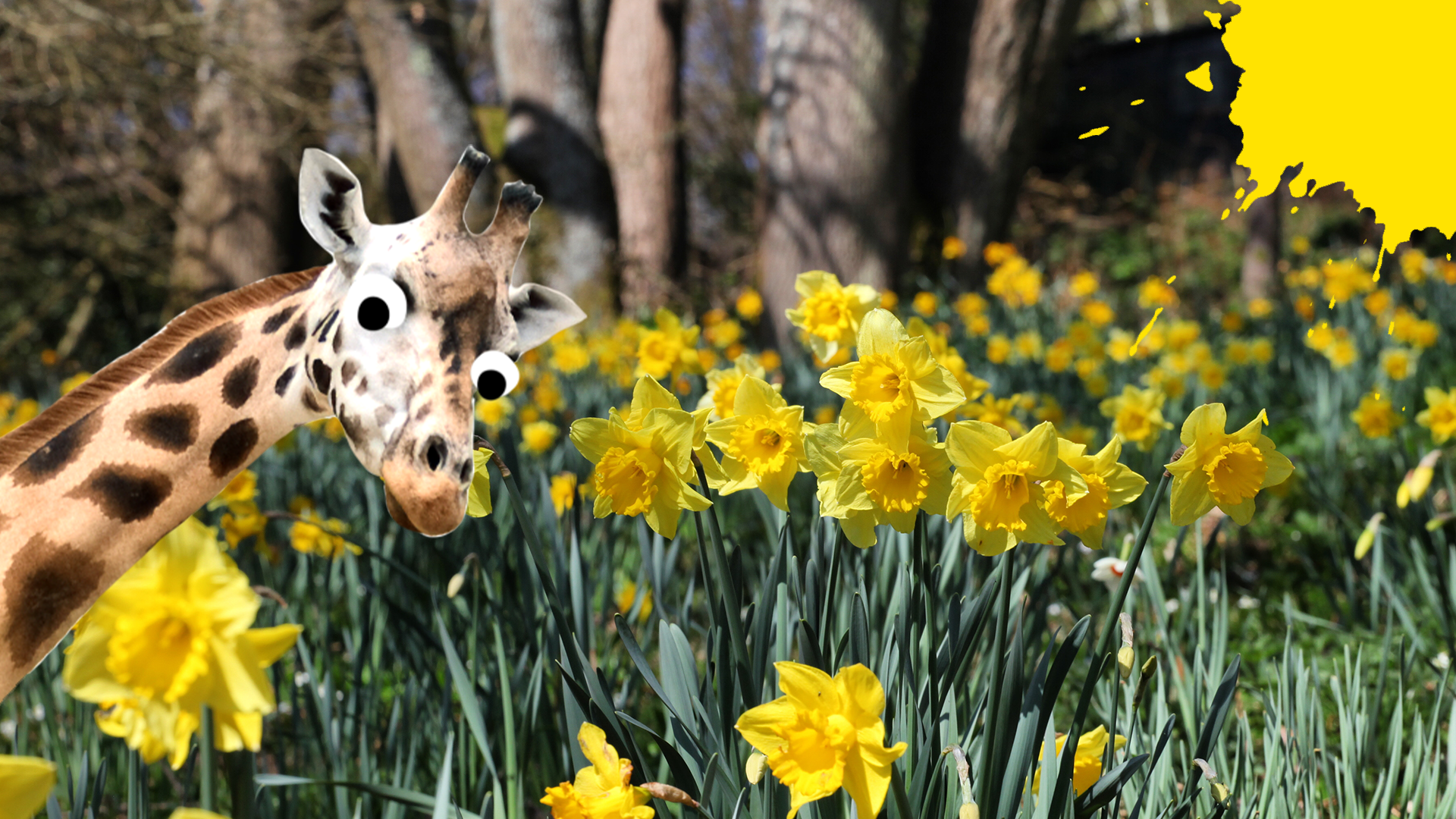 Daffodils and Beano giraffe