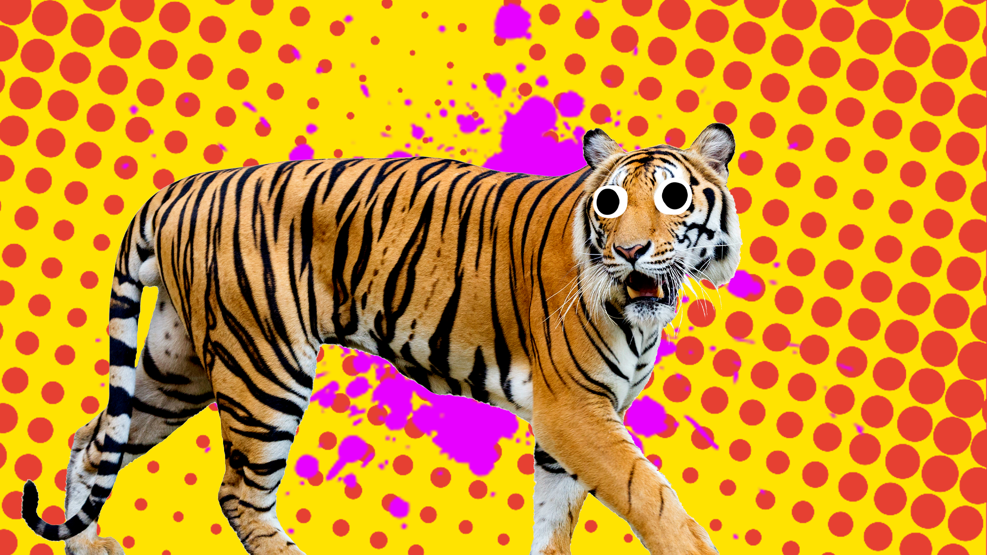 Tiger on red and yellow background