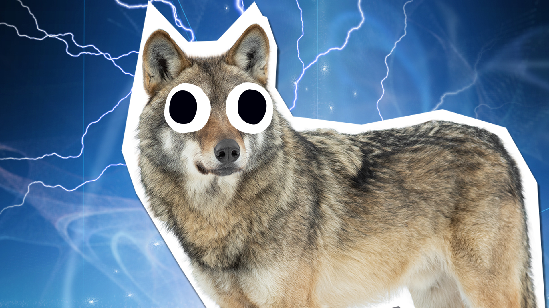 Wolf on magic background