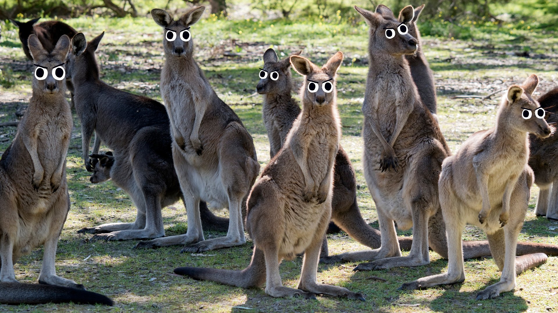 do kangaroos travel in packs