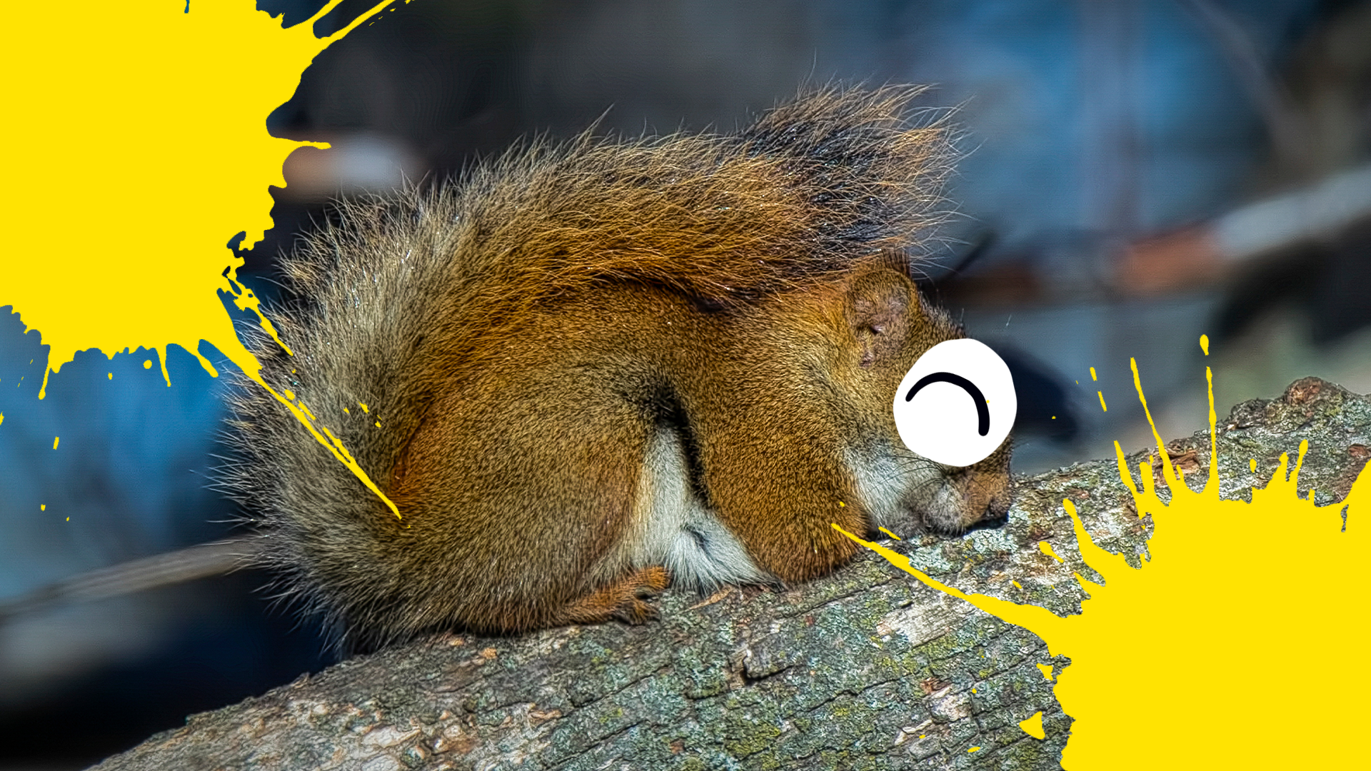Sleepy squirrel with splats