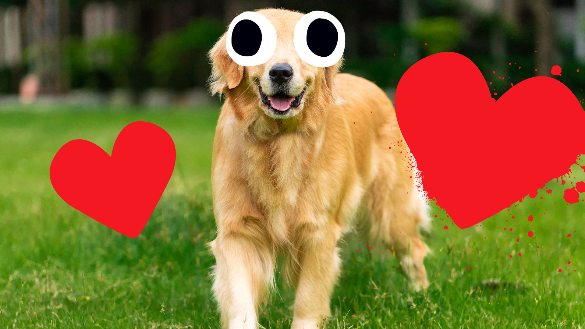 Dog with hearts around it