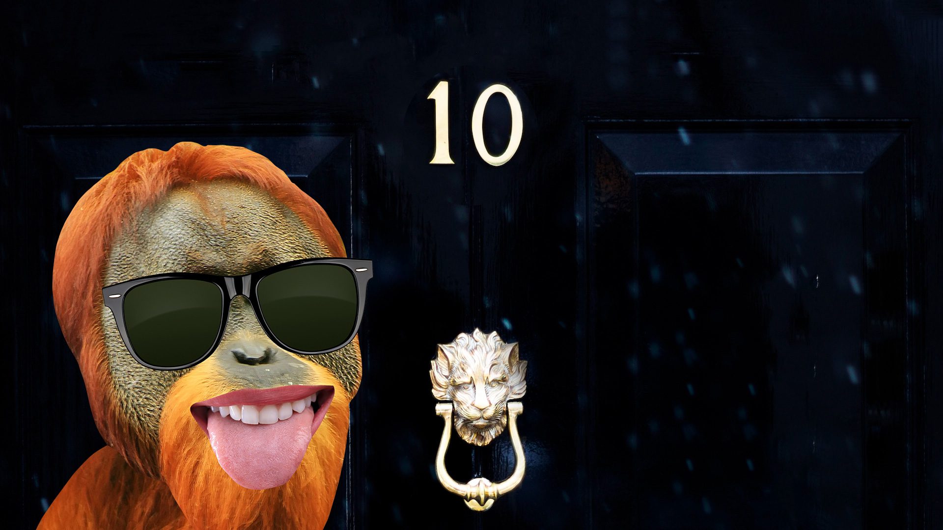 An orangutan about to knock on 10 Downing Street's door
