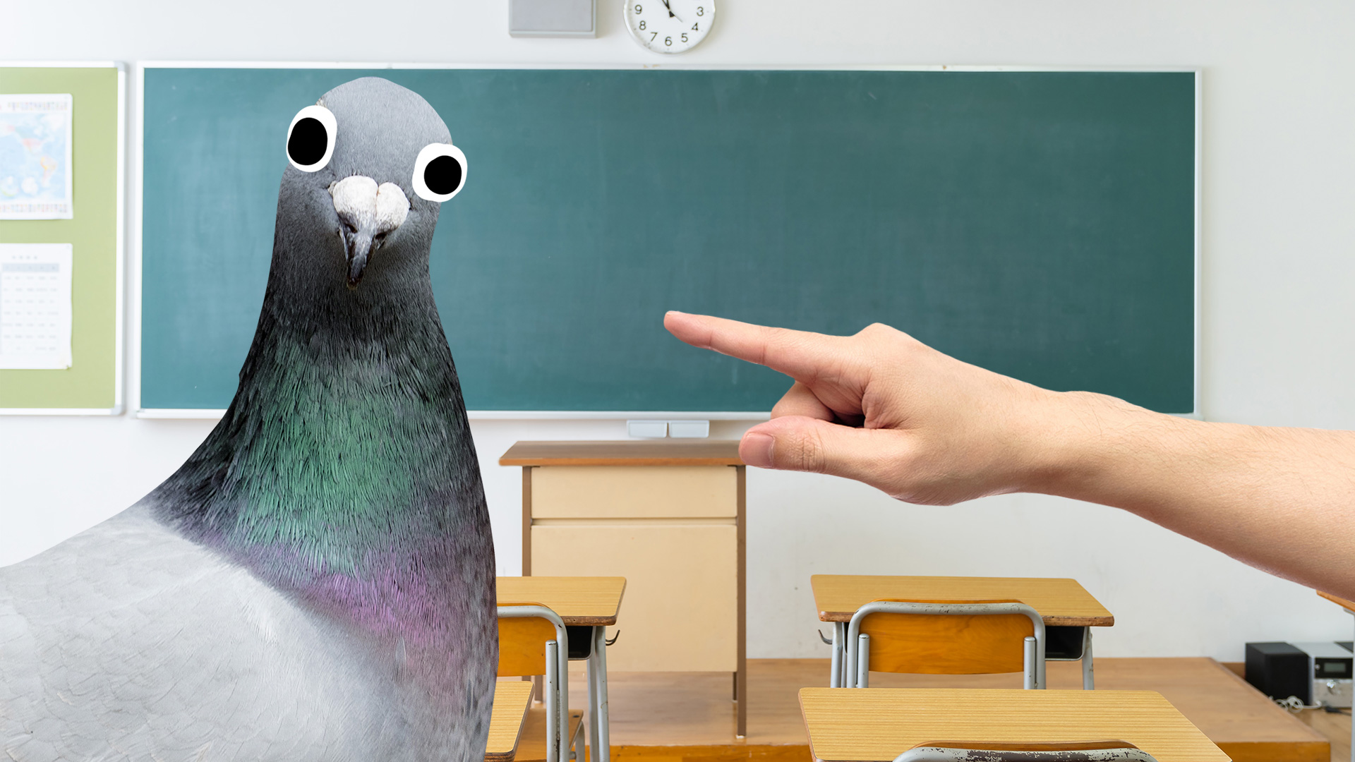 A pigeon in a classroom