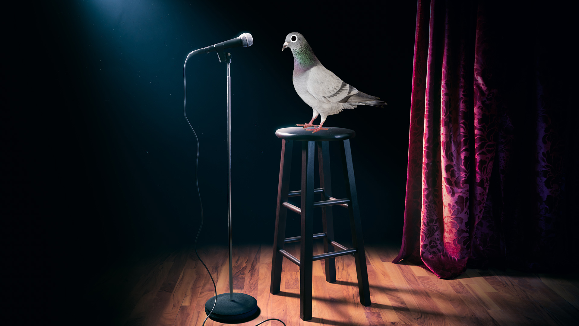 A pigeon doing stand-up comedy
