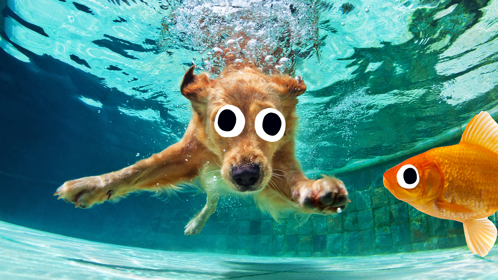 Swimming dog and Beano fish