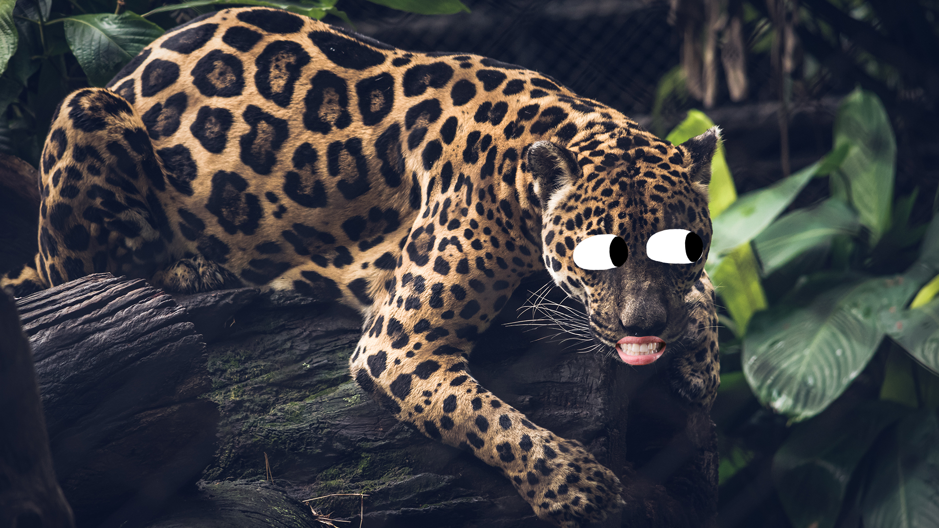 Our Favorite Jaguar Animal Facts To Celebrate December's Featured Animal of  the Month!