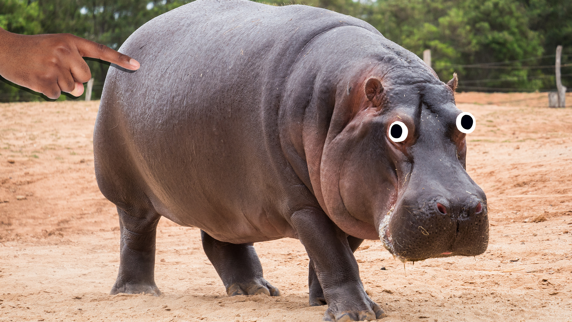 15 Amazing Hippopotamus Fun Facts 