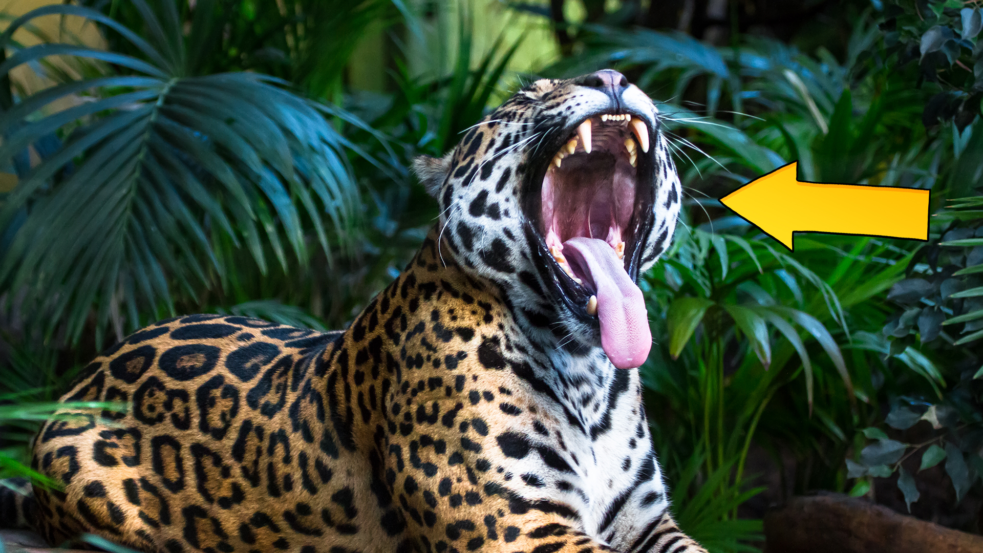 Top 15 Fun Jaguar Facts You Never Knew