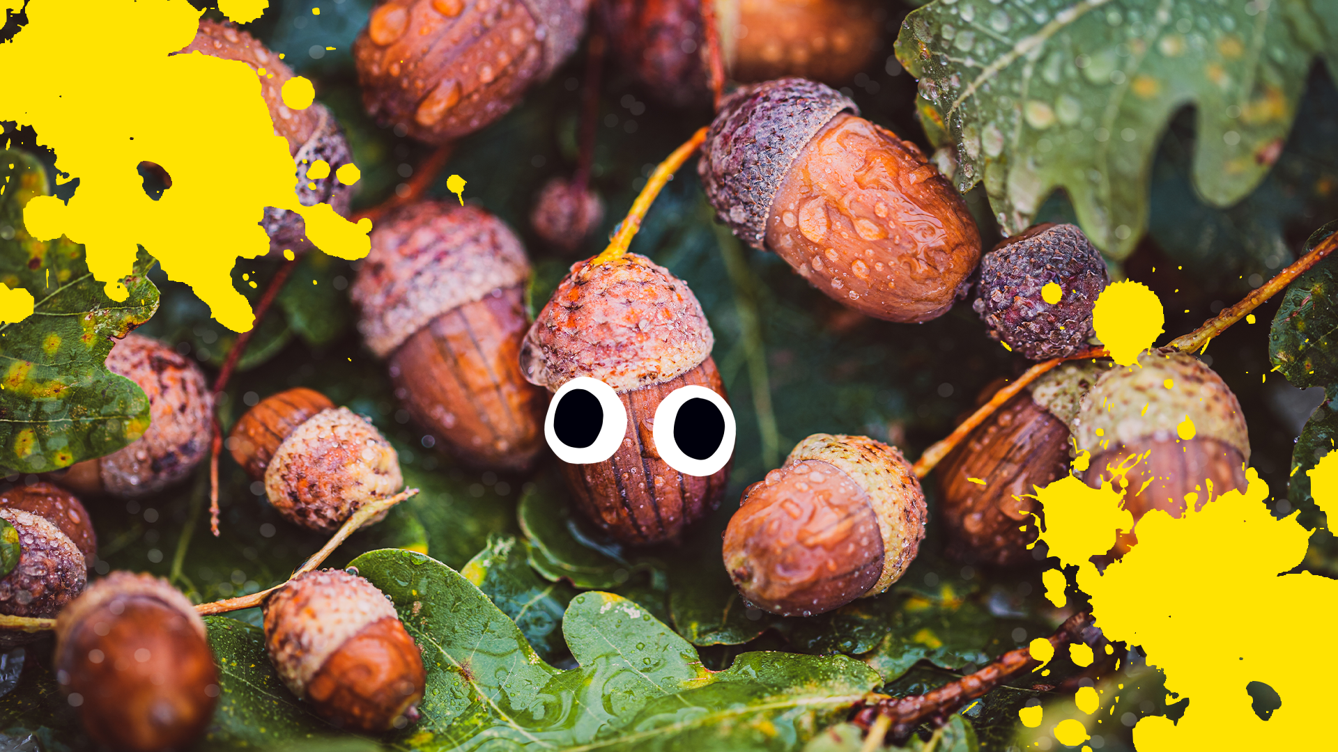 Acorns with eyes and splats