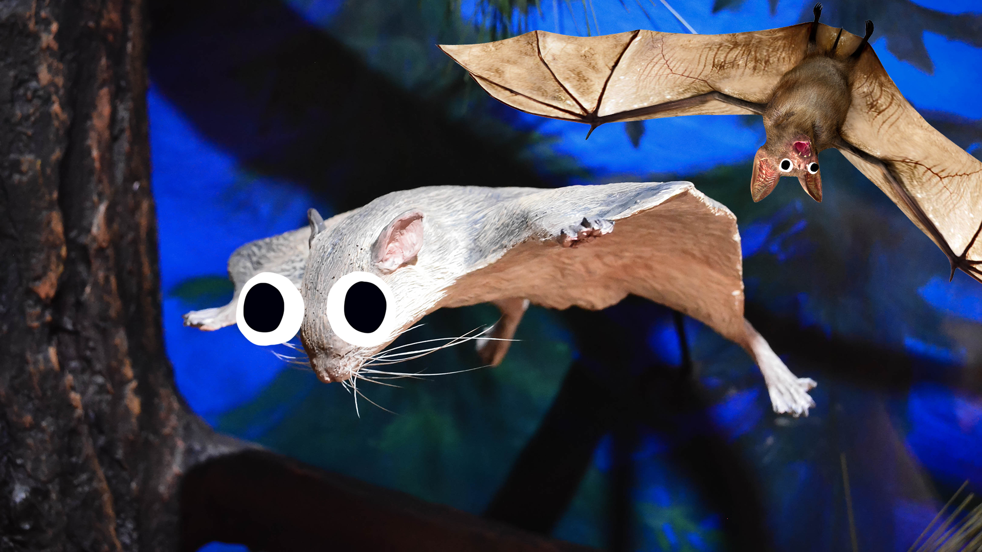Flying squirrel and Beano bat