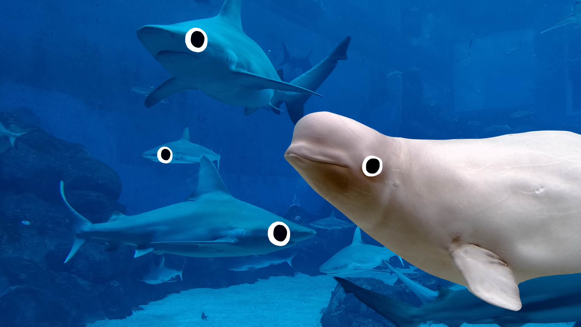 Sharks and a beluga 