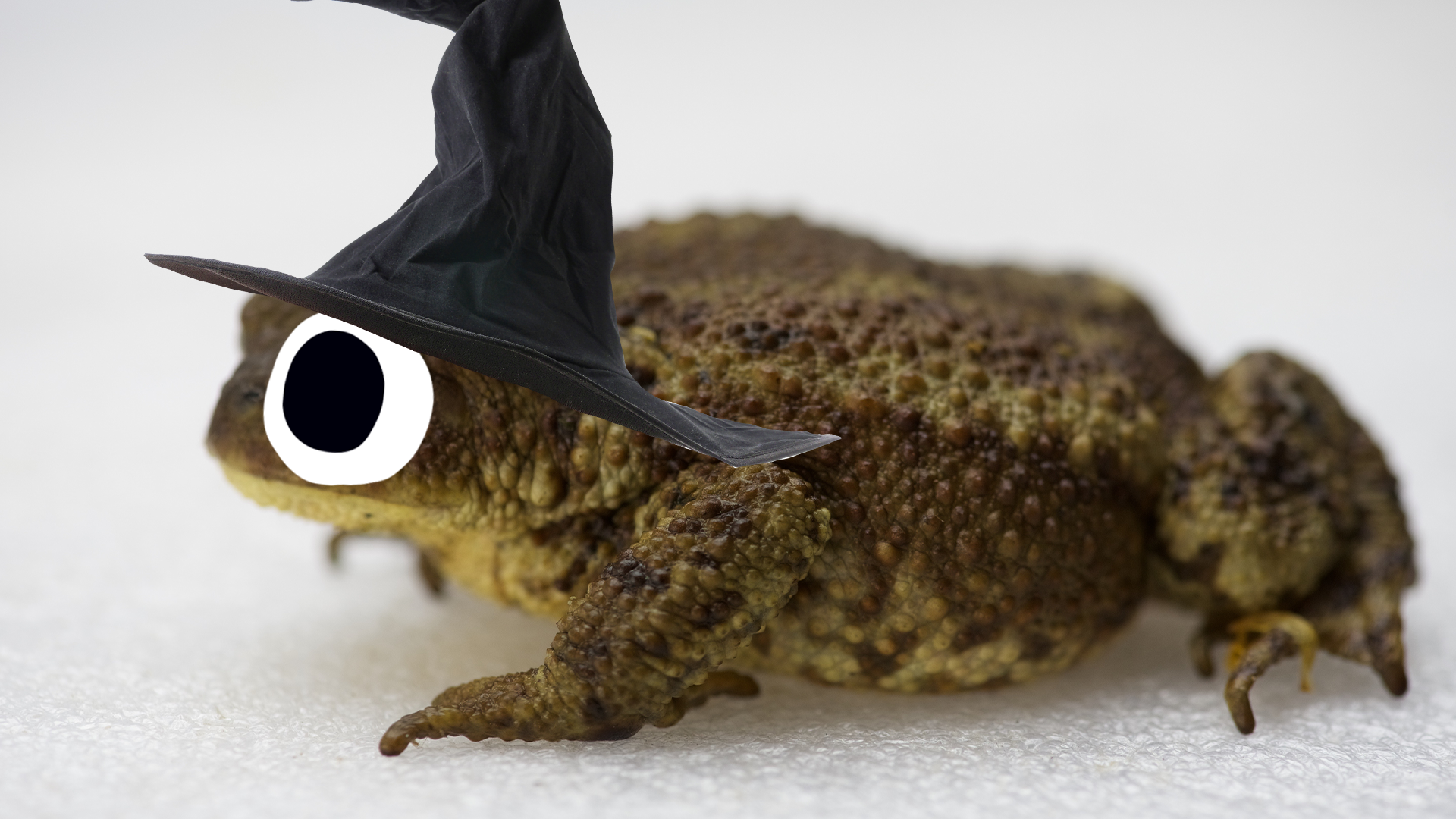 Toad in hat