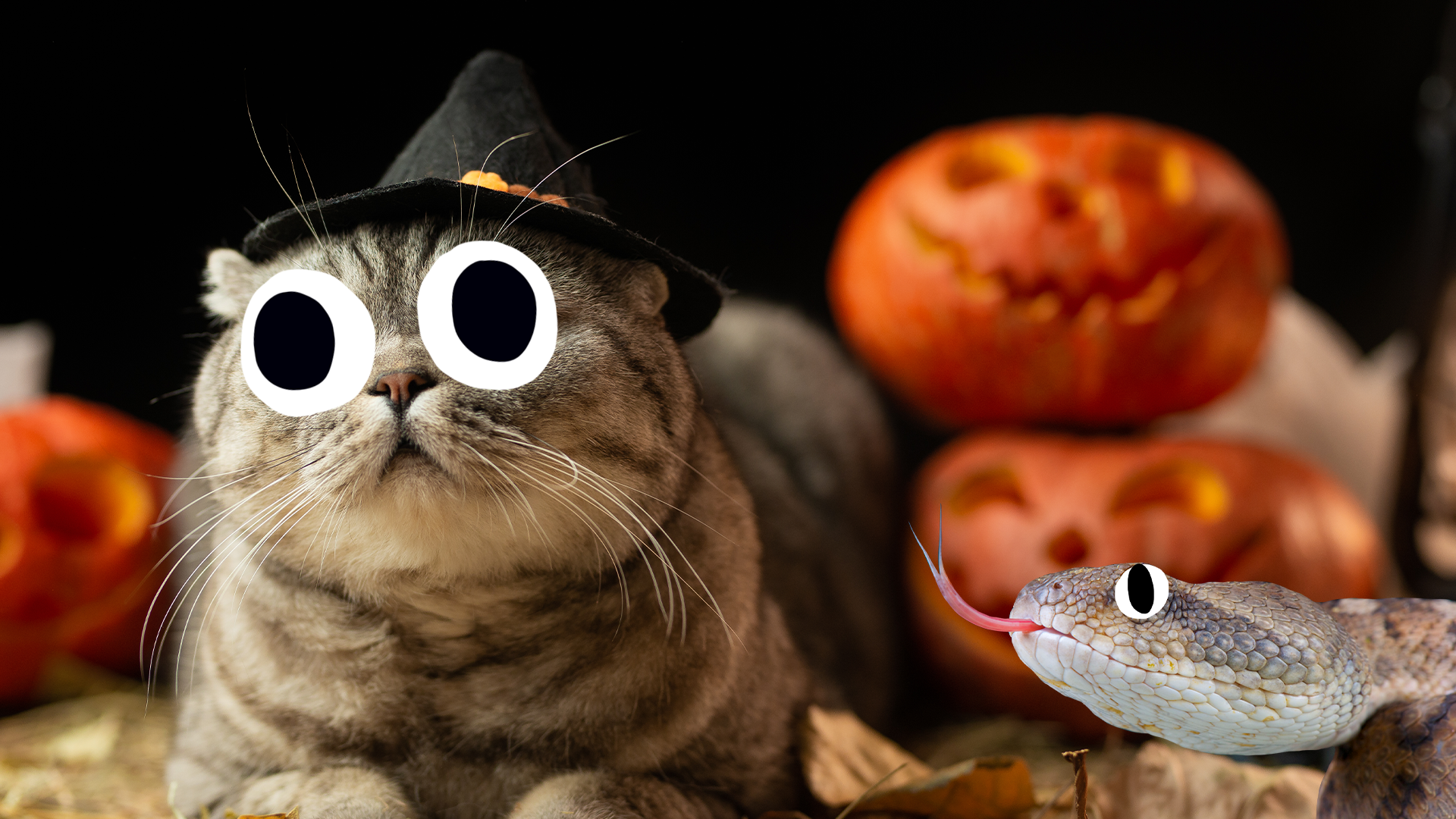 Cute spooky cat and snake