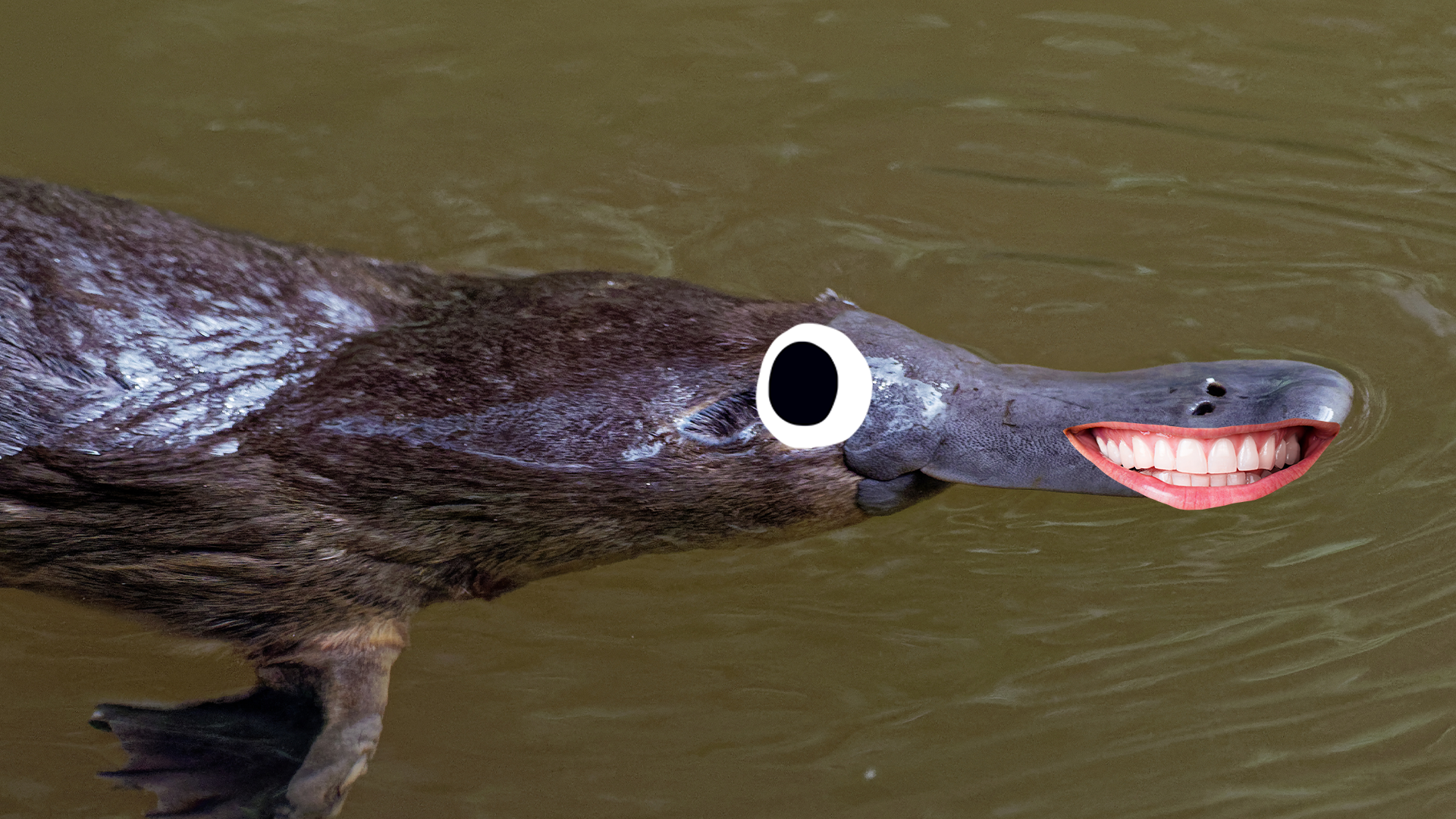 Smiley platypus 