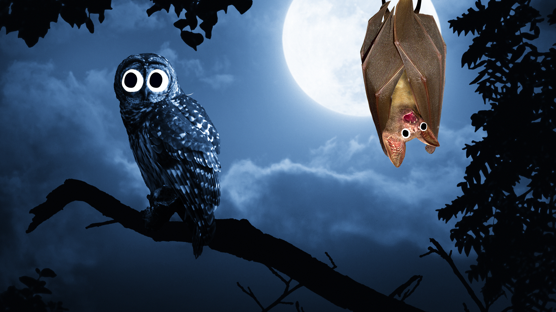 Owl and Beano bat