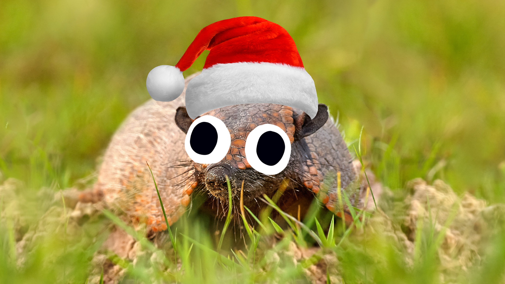 A holiday armadillo