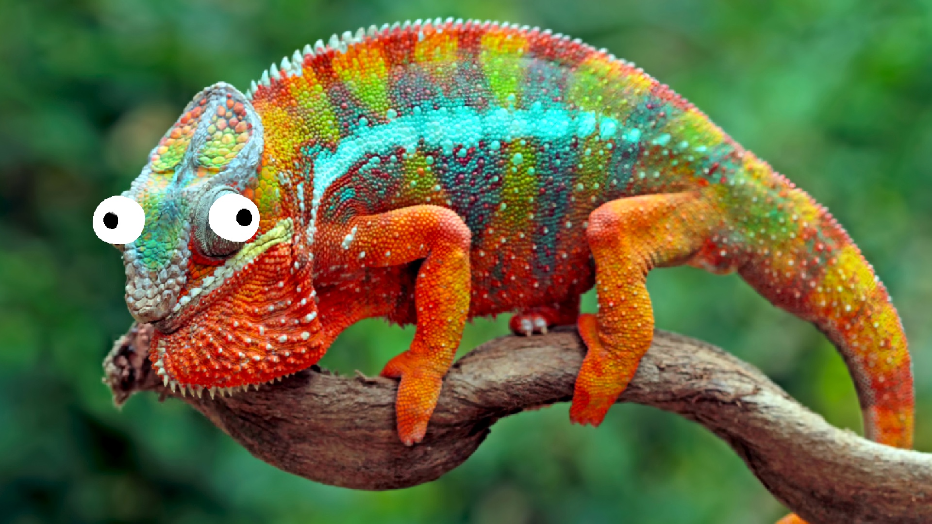 10 Amazing Reptile Facts You Never Knew 