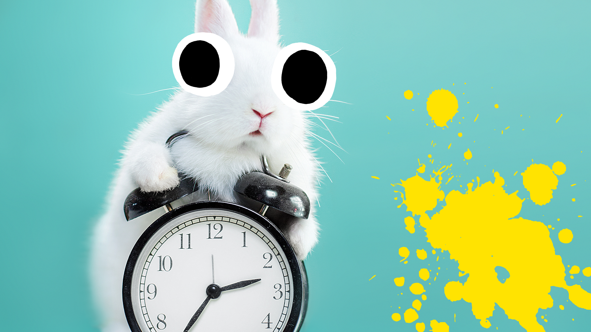 White bunny with clock and splat