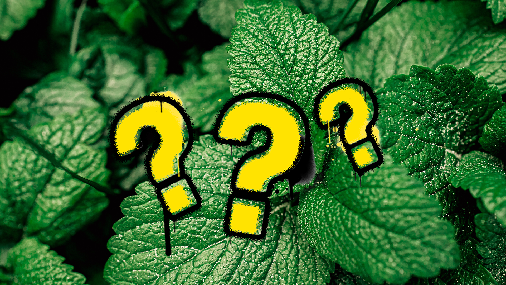 Mint leaves and question marks