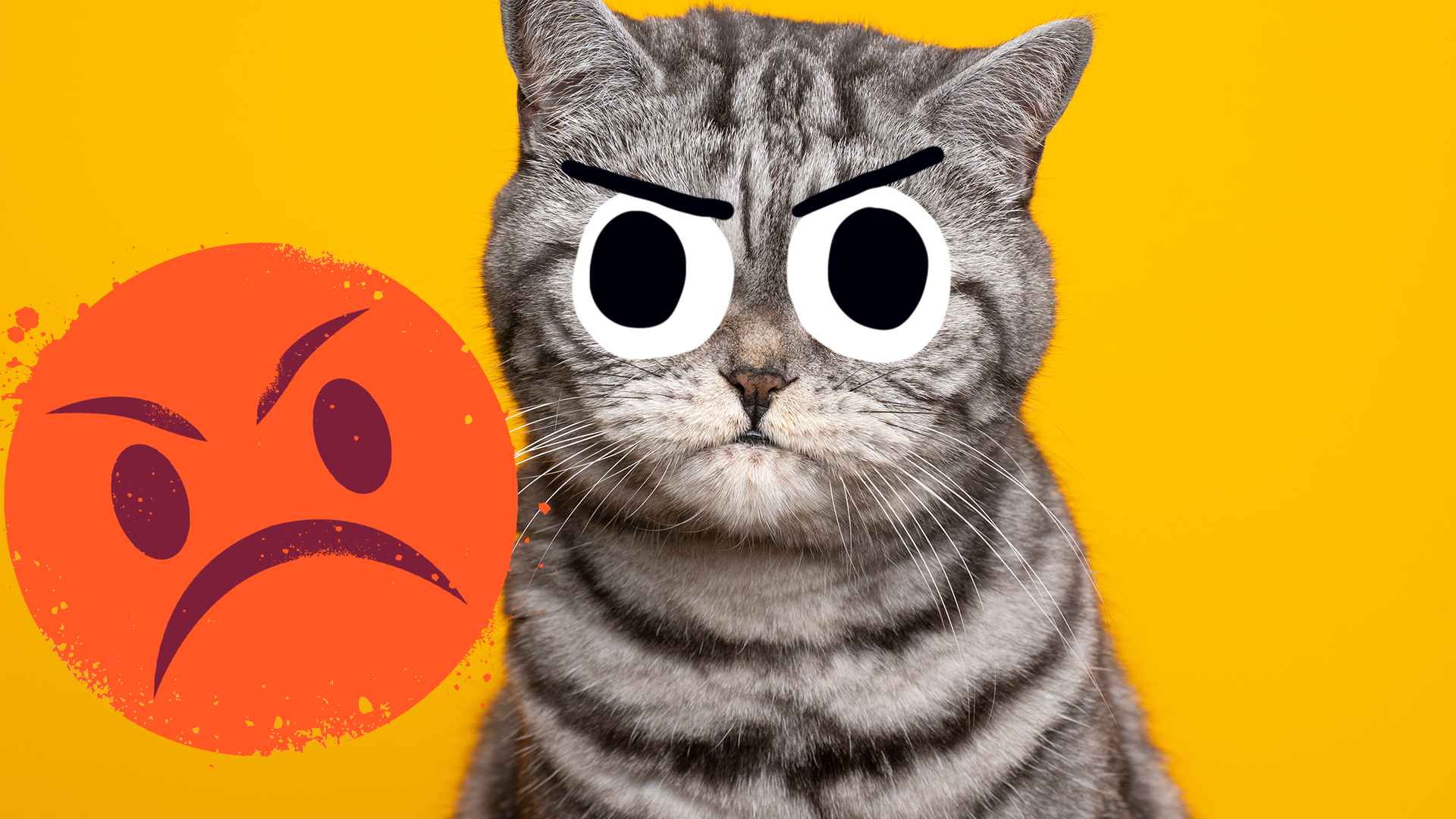 Angry cat with emoji