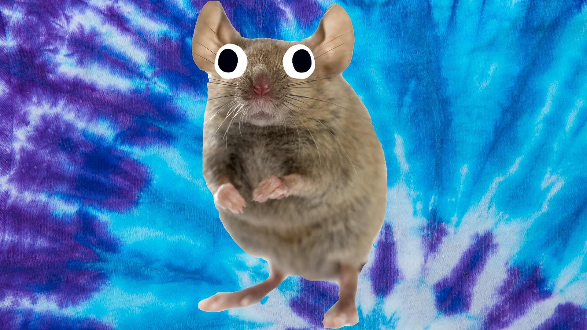 Mouse on blue background