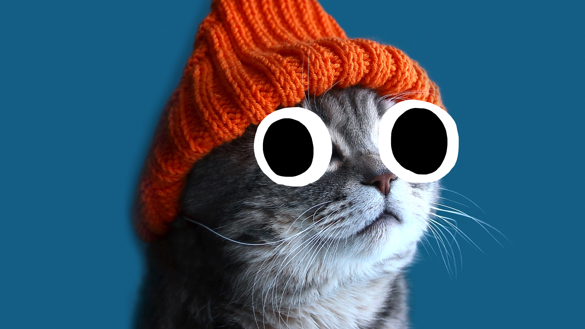 A cat in a hat