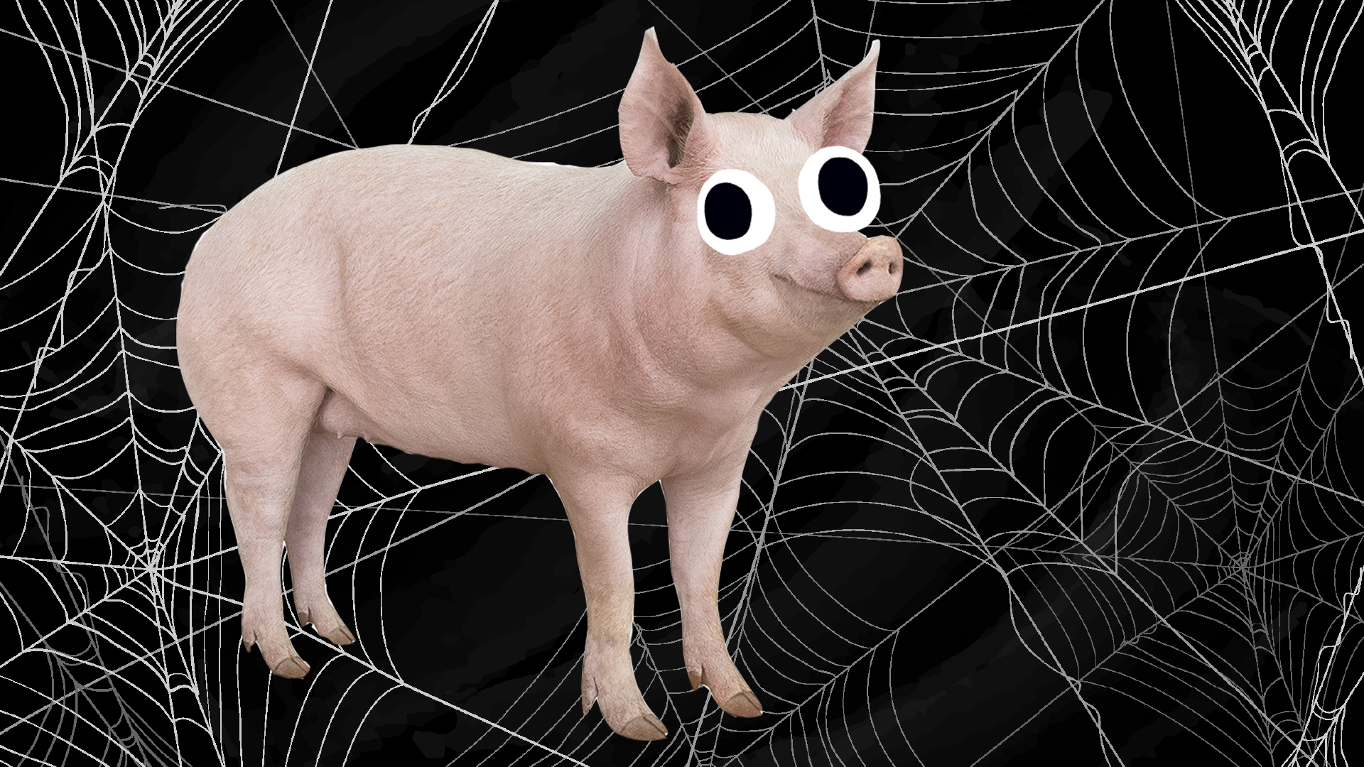 A pig on a spider web background