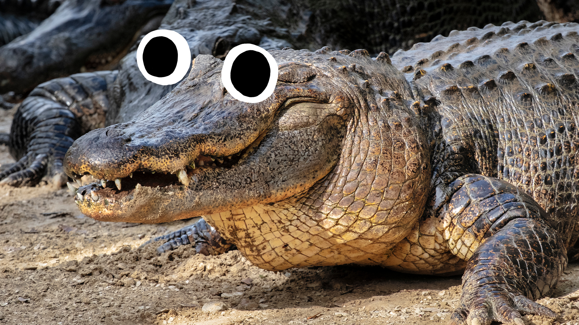 Goofy alligator 