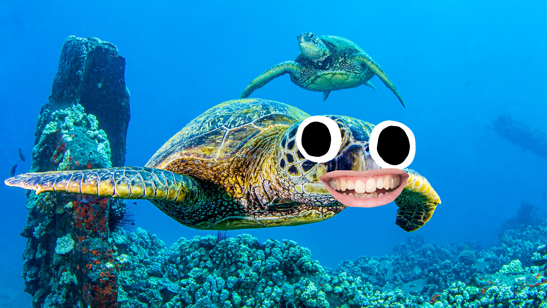 Goofy turtle