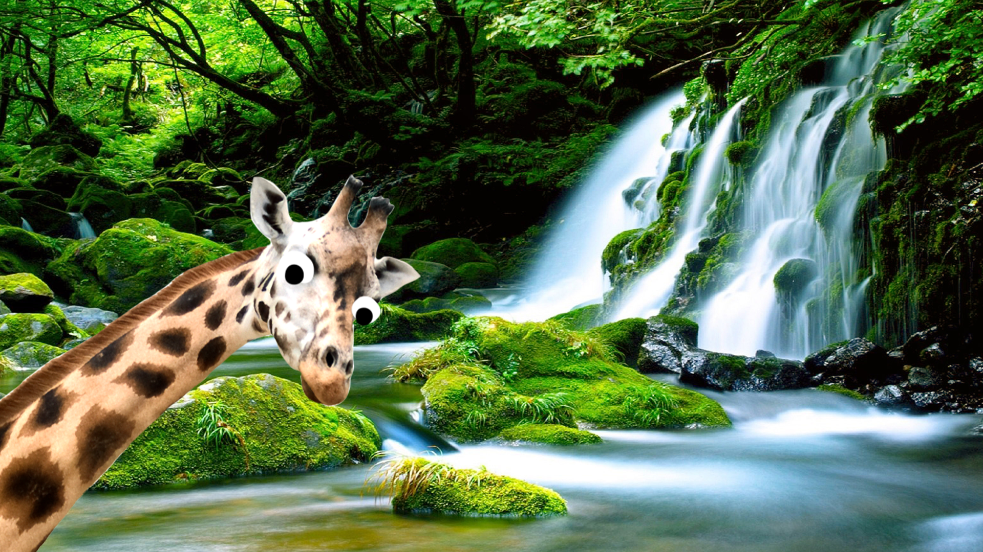 Giraffe and nice waterfall