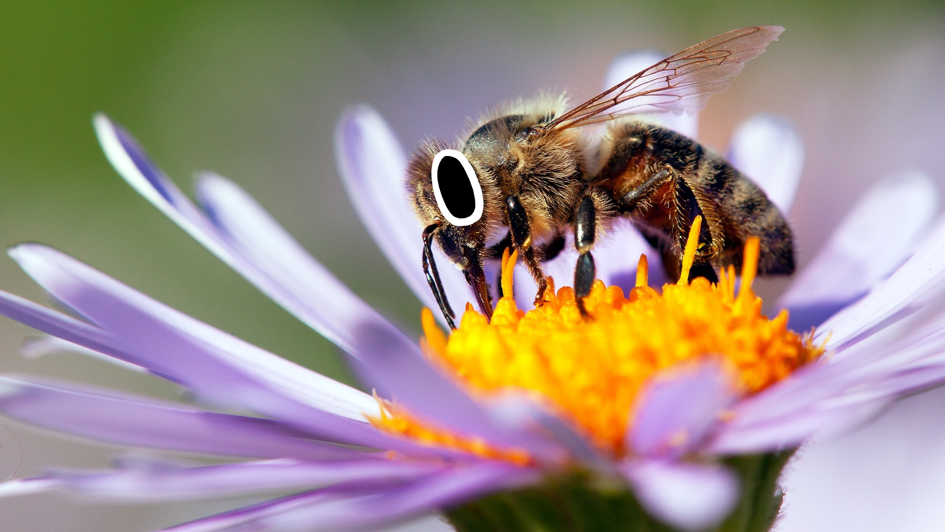 A honey bee sitting on a violet flower