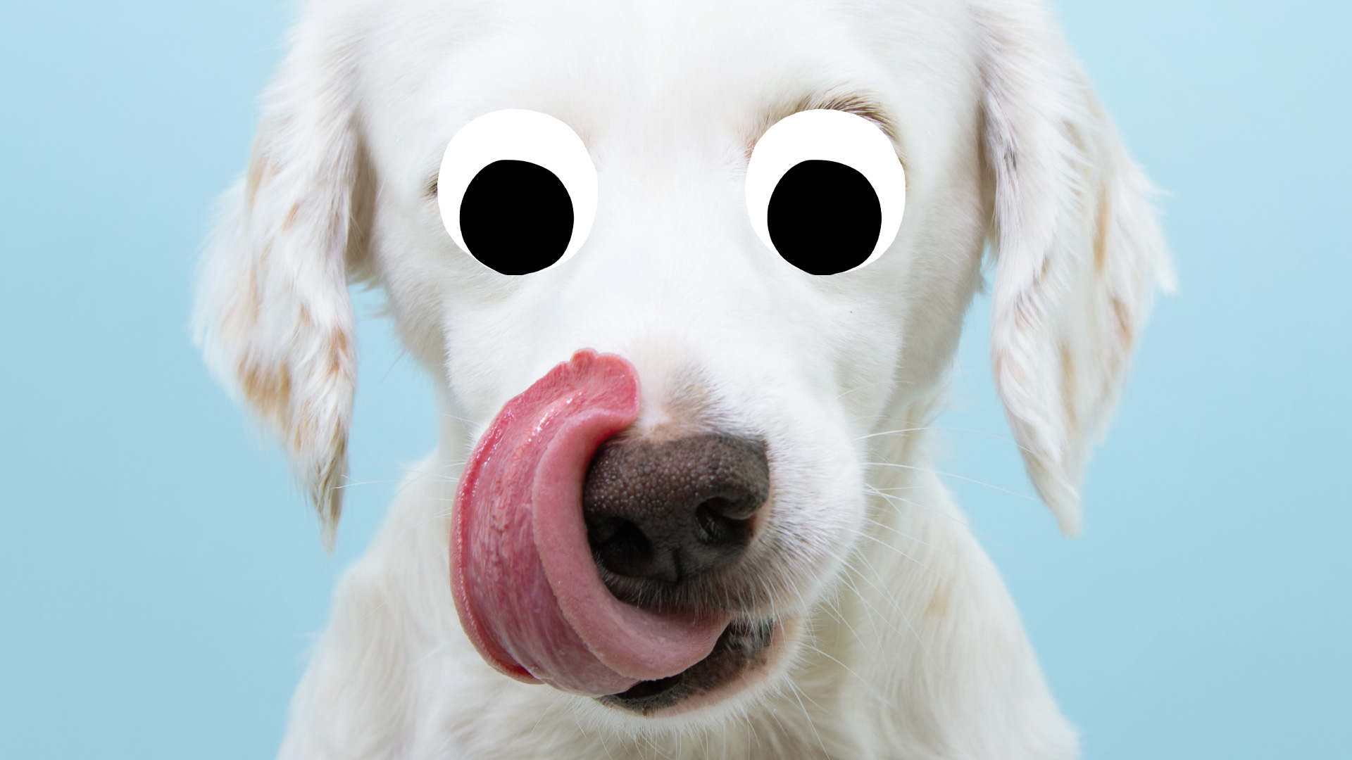 A dog licking its own nose