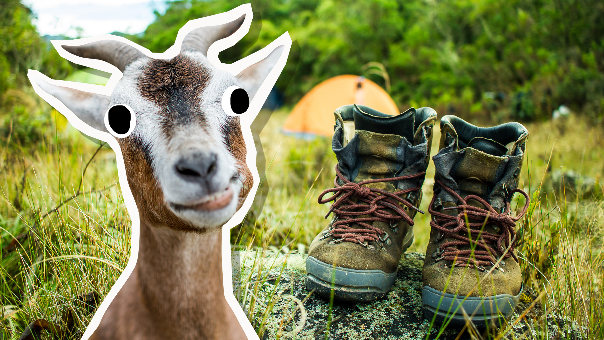 A goat next to a campsite