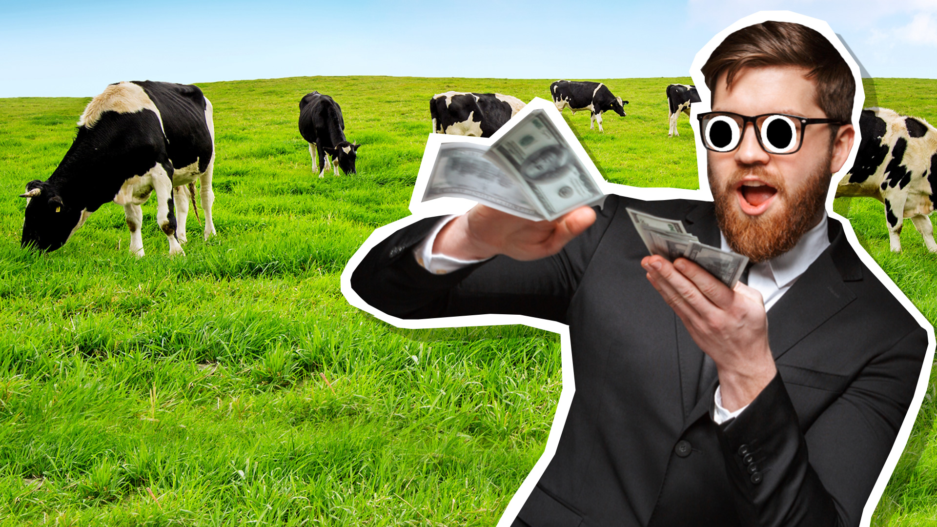 A man counting money in a field of cows