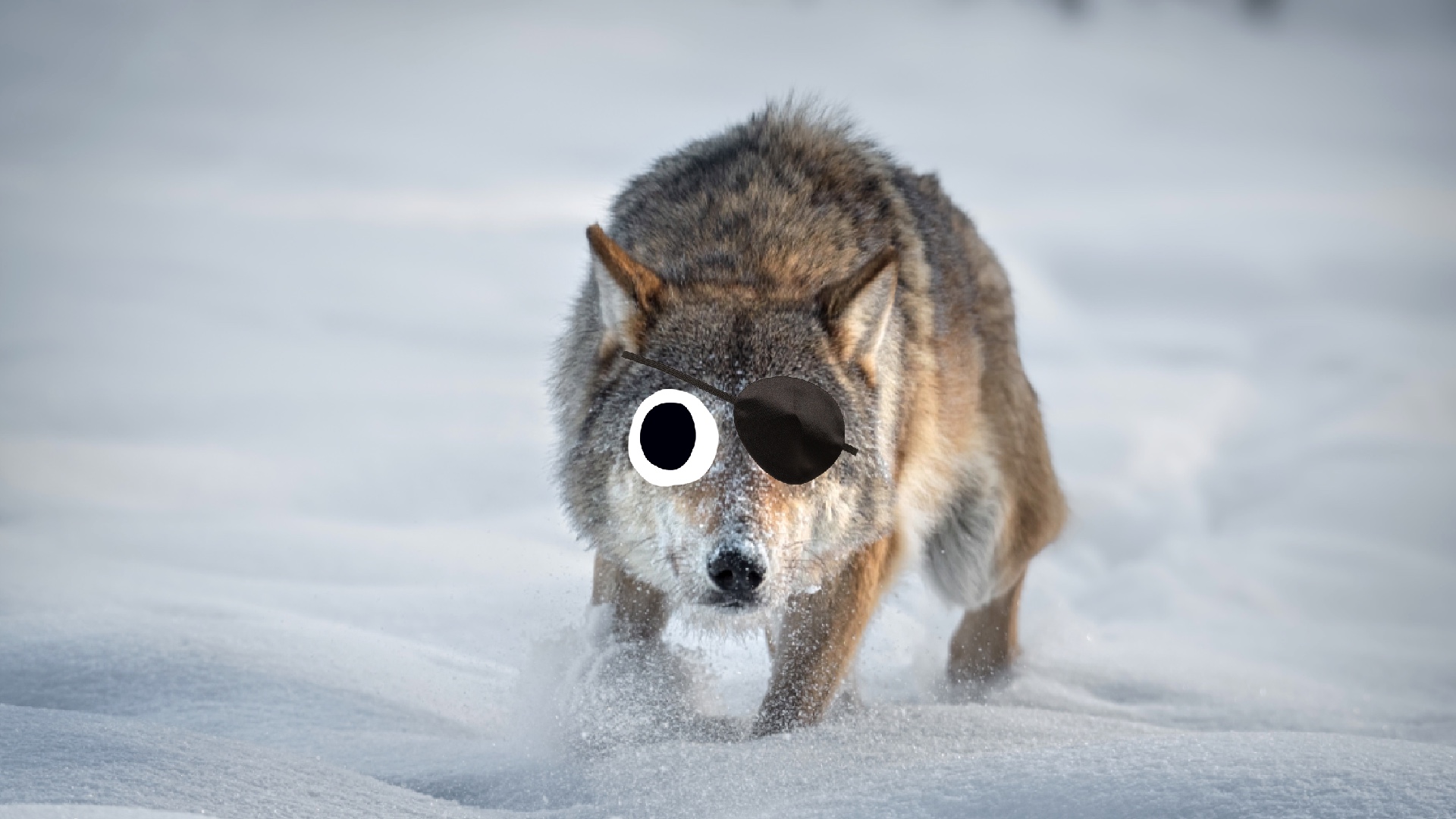 A wolf wearing an eye patch