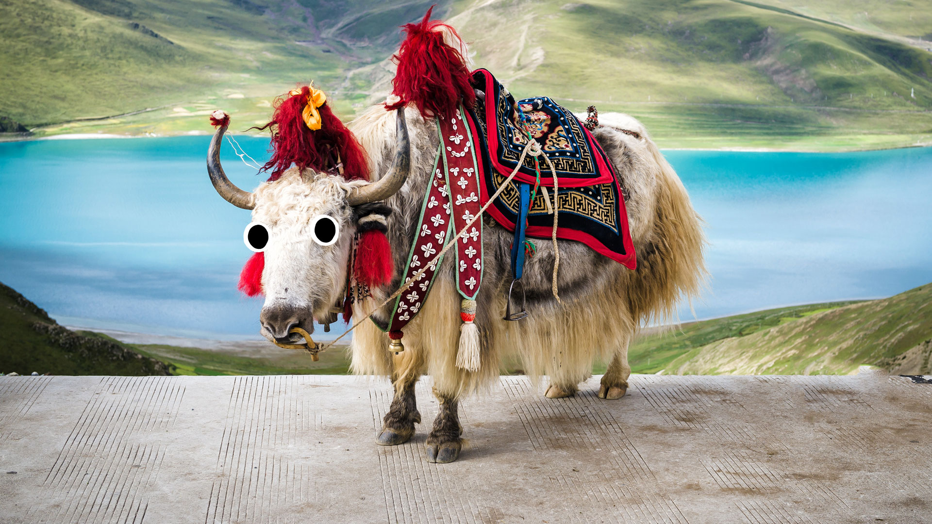 A yak in Nepal