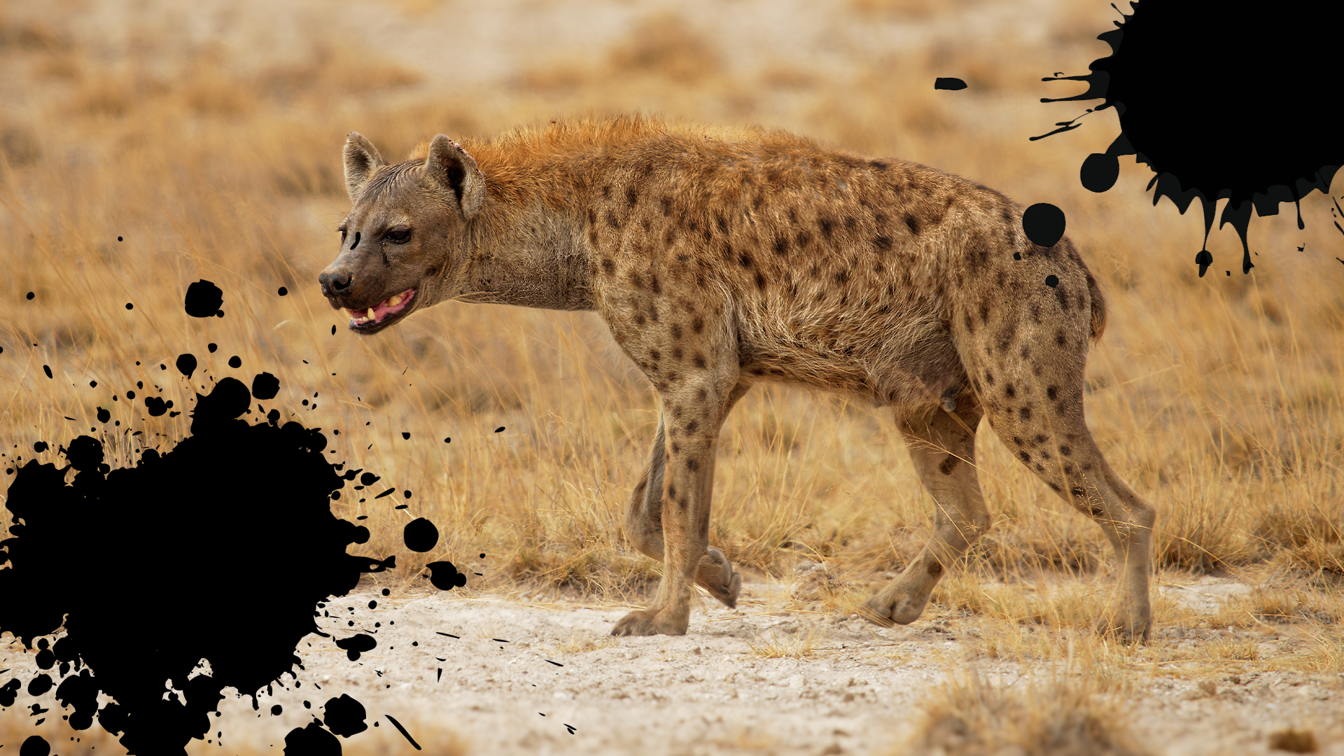 15 Interesting Hyena Fun Facts | Beano