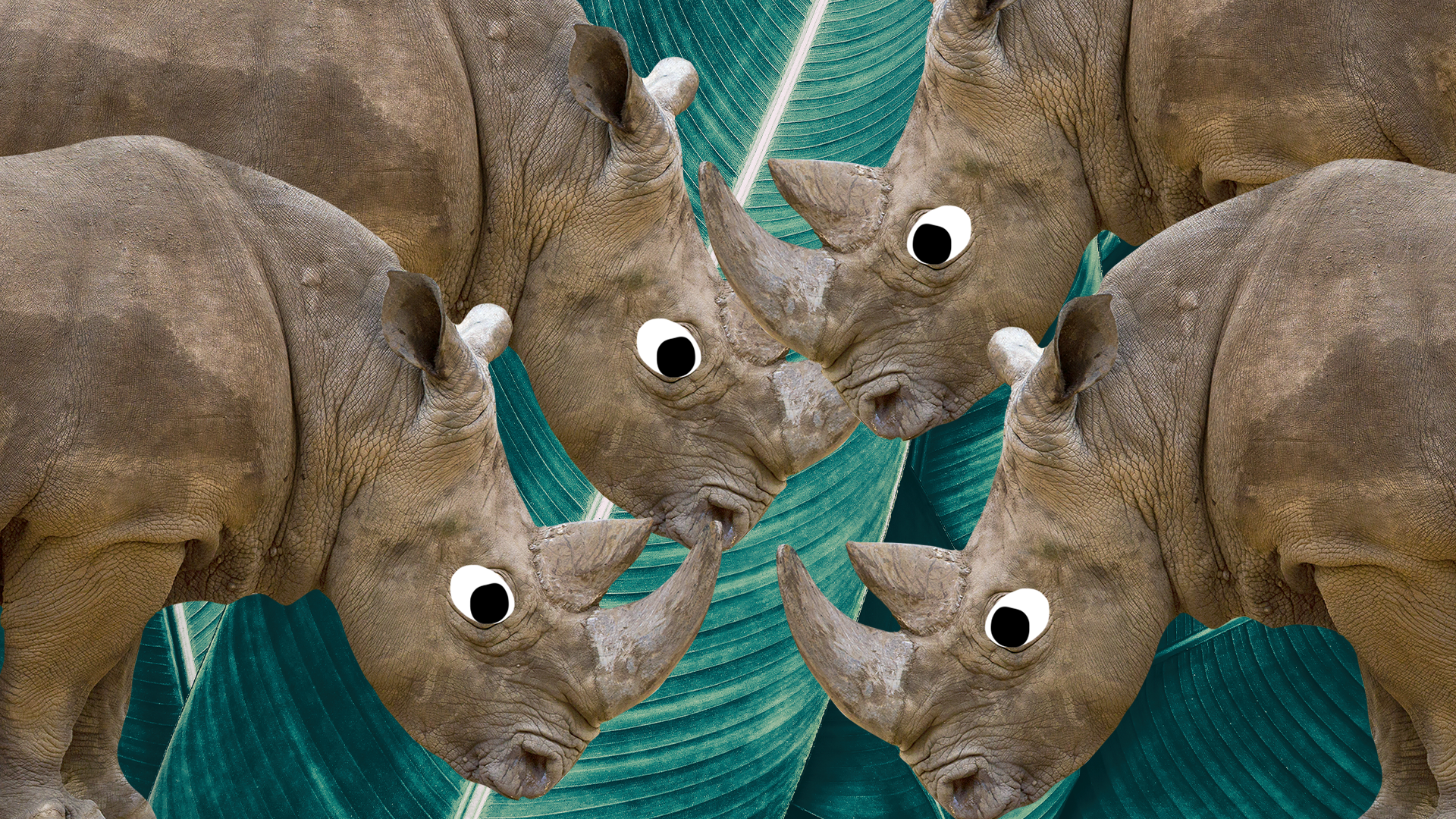 Top 15 Fun Facts About Rhinos | Beano