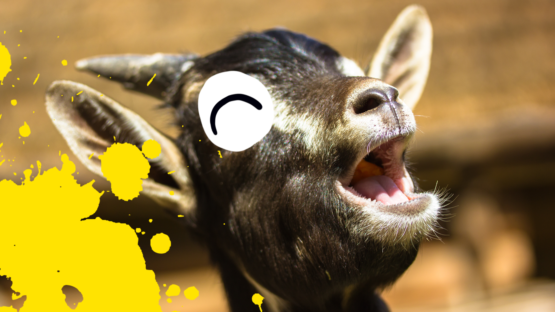 Singing goat with splats