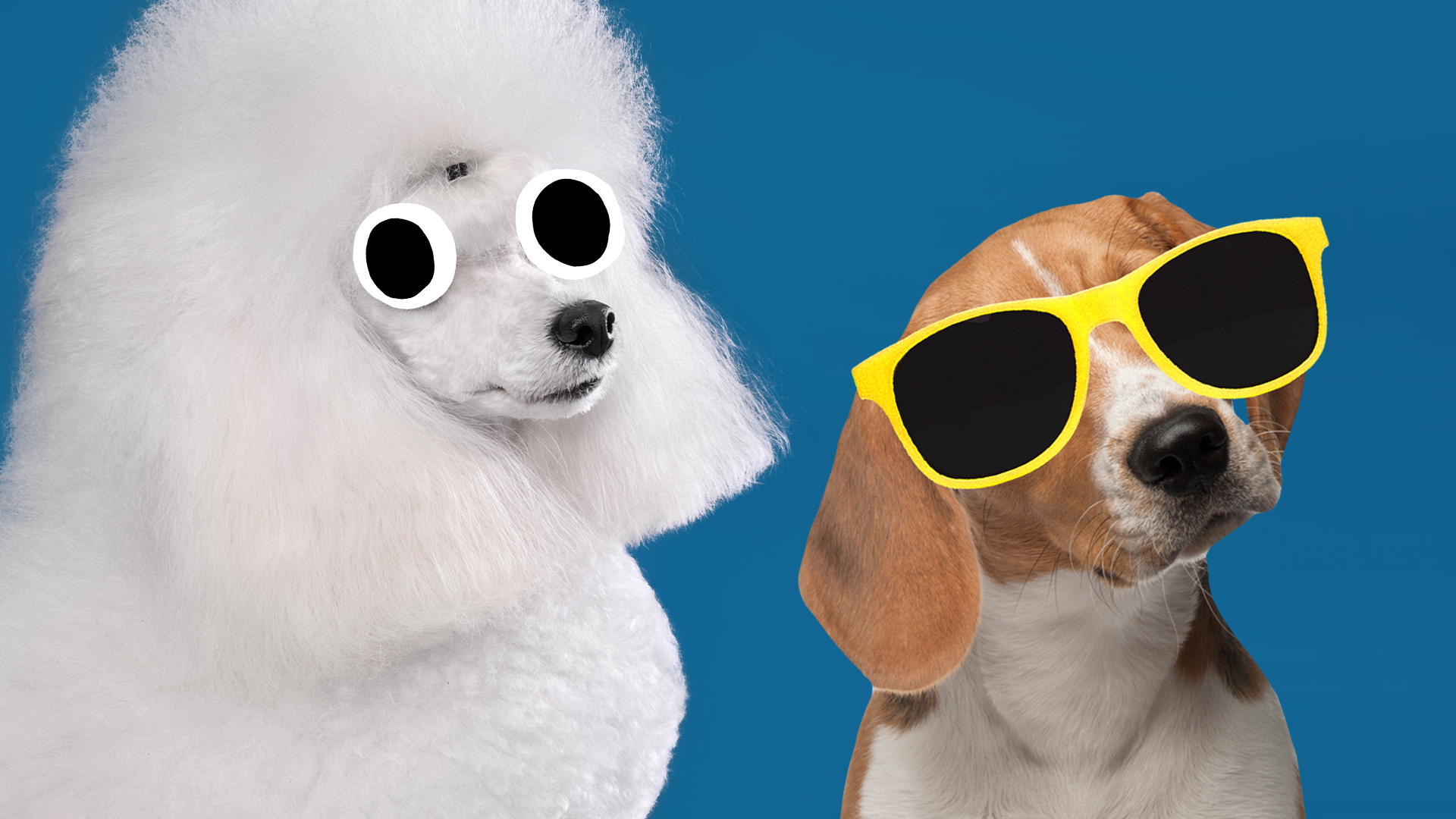Poodle and Beano cool dog