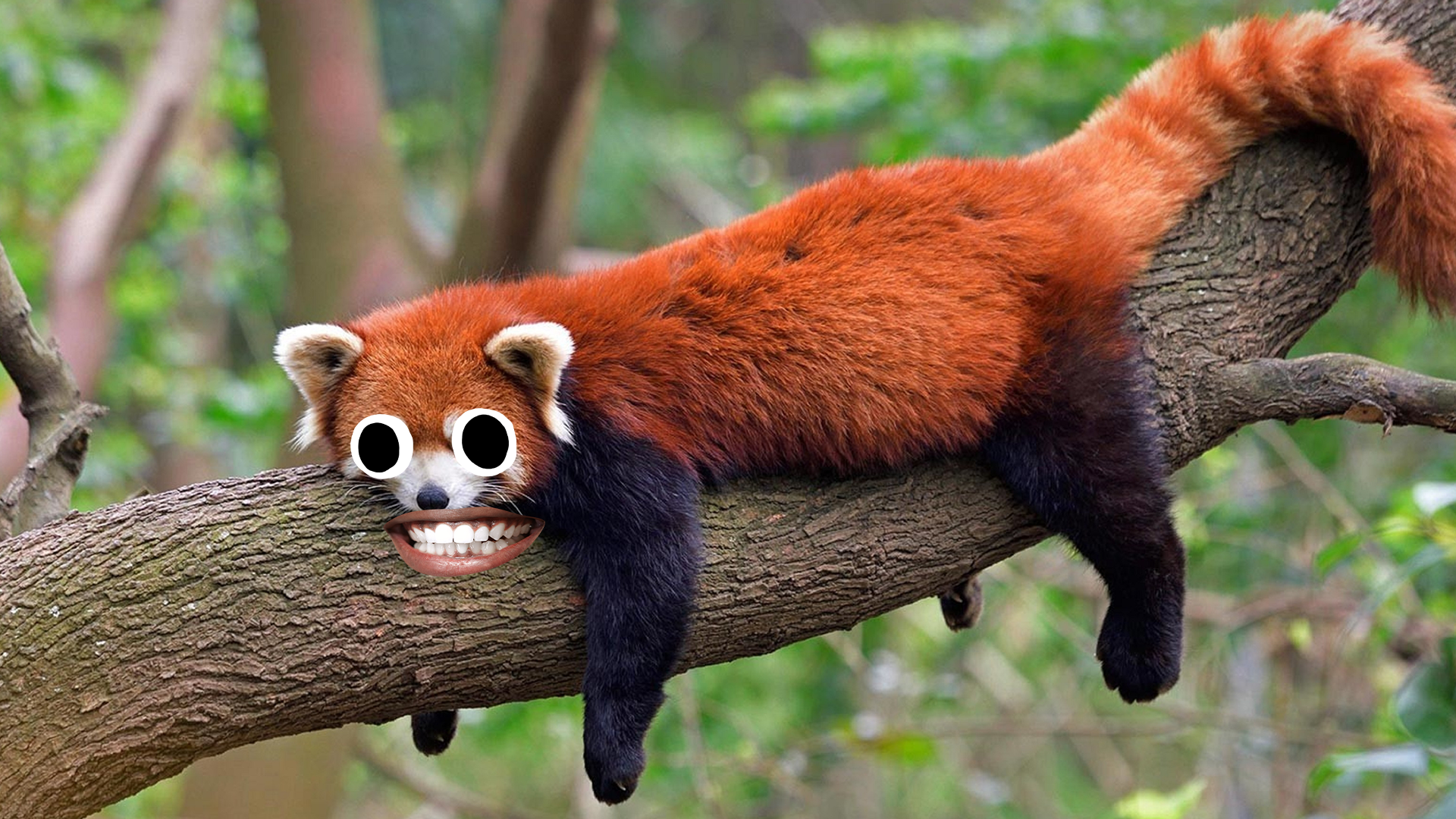 Derpy red panda
