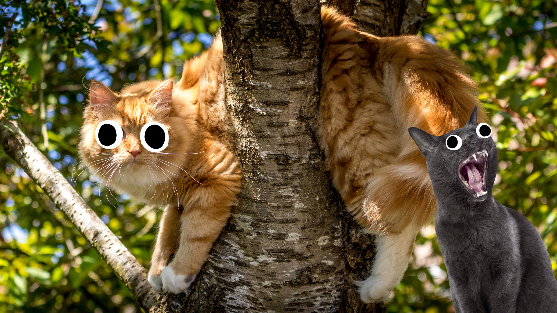 Cat in tree and Beano cat