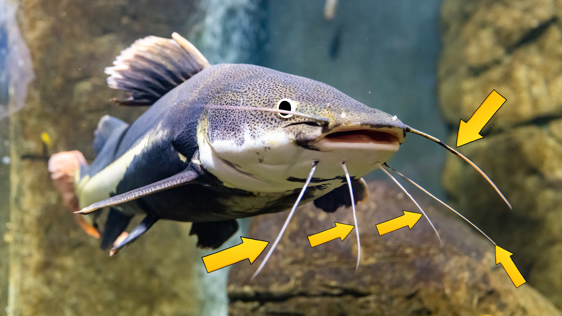 A catfish and its big whiskers