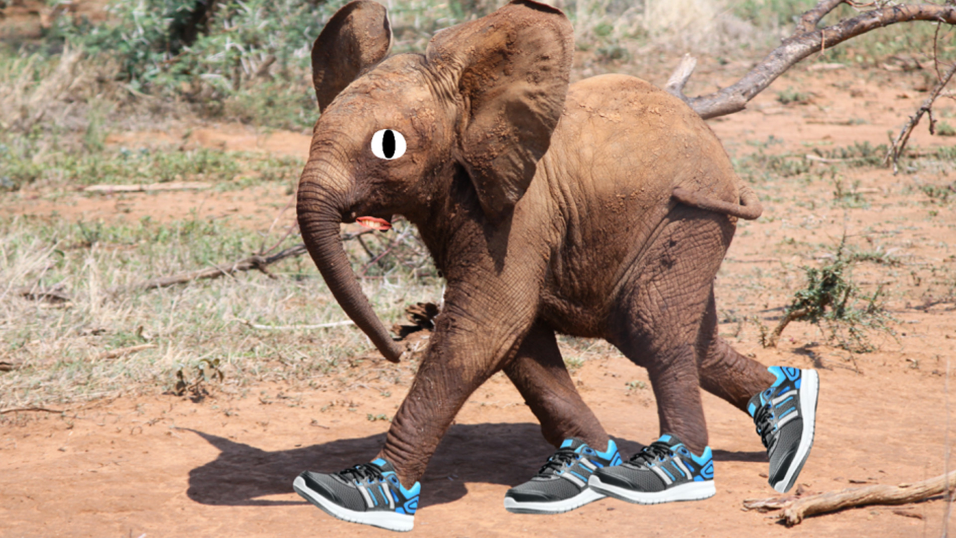 An elephant in running shoes