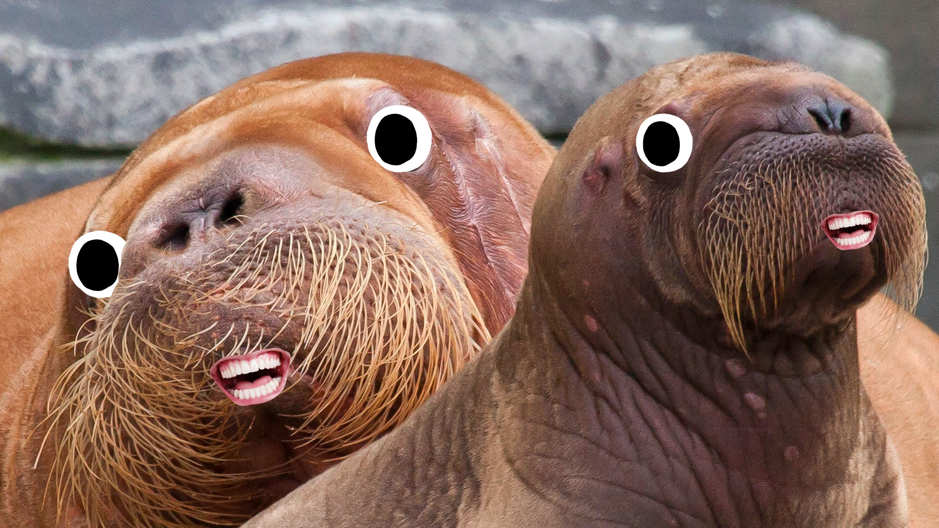 Two very whiskery walruses