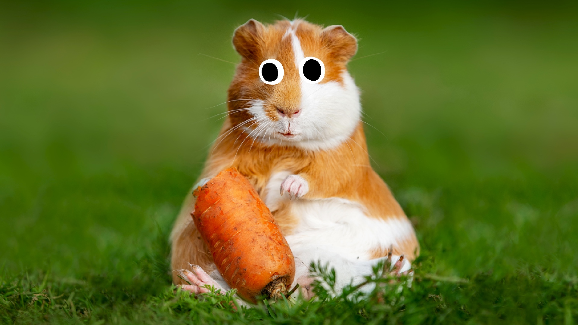 A guinea pig eating a carrot