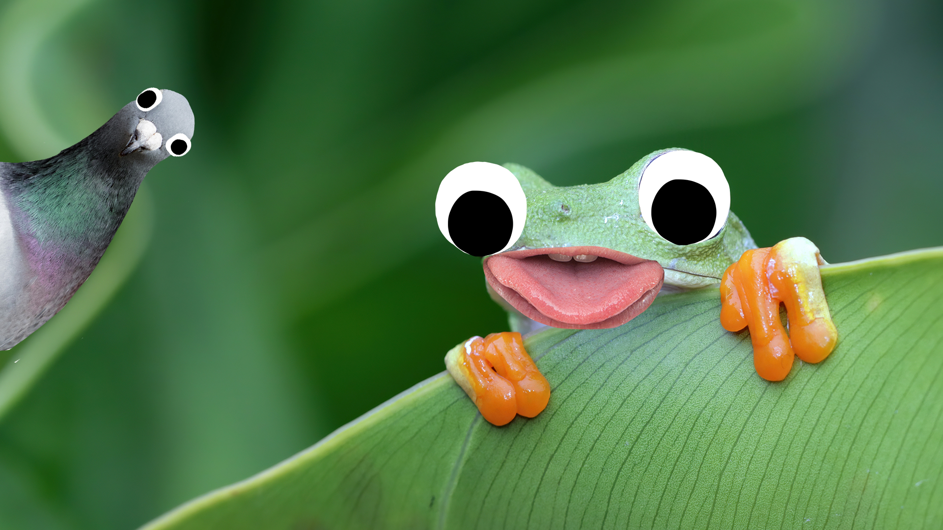 15 Craziest Frog Fun Facts