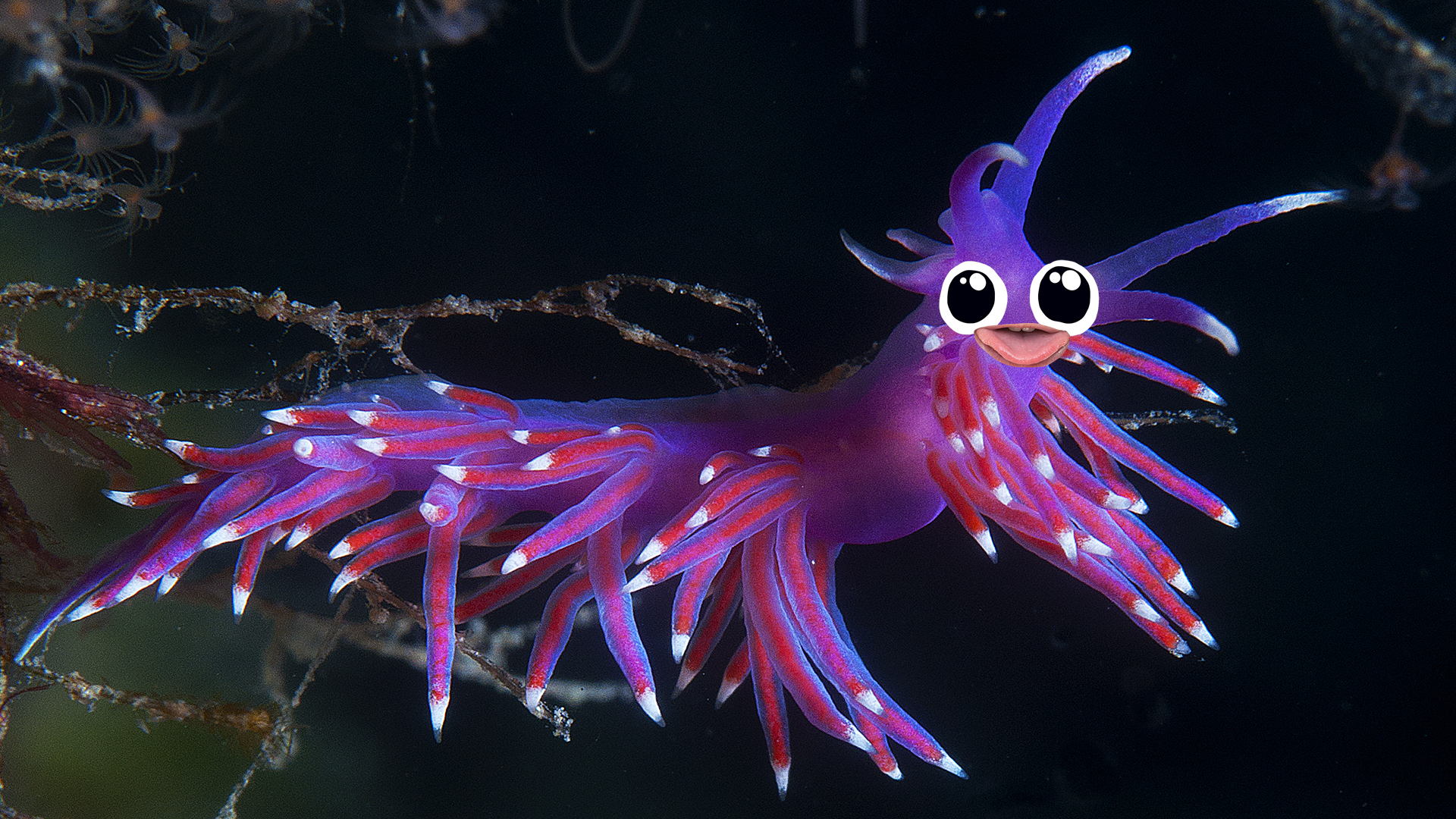 A very purple sea animal 