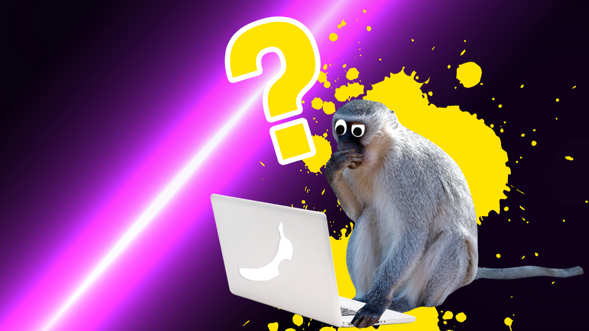 A monkey looking at a laptop
